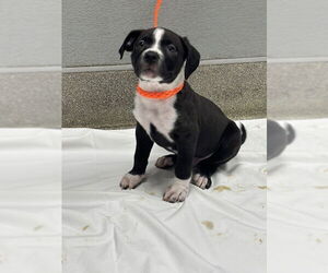 American Pit Bull Terrier-Unknown Mix Dogs for adoption in Las Vegas, NV, USA
