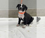 Small American Pit Bull Terrier Mix