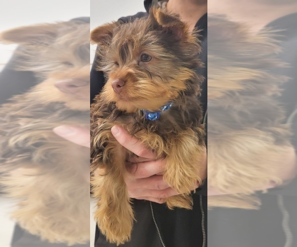 Medium Photo #3 Yorkshire Terrier Puppy For Sale in WAYNE, NJ, USA