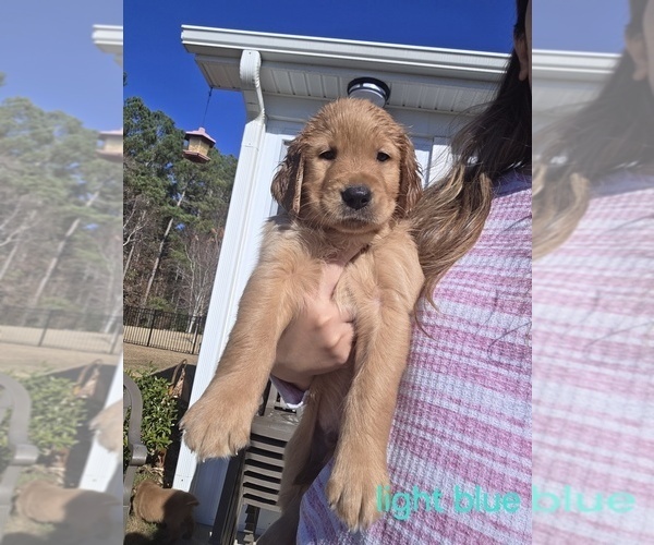 Medium Photo #9 Golden Retriever Puppy For Sale in CALABASH, NC, USA