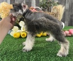 Small #2 Schnauzer (Miniature)