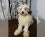 Small #28 Havanese