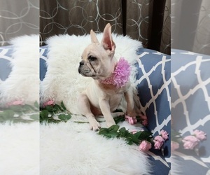 French Bulldog Puppy for sale in CARTHAGE, TX, USA