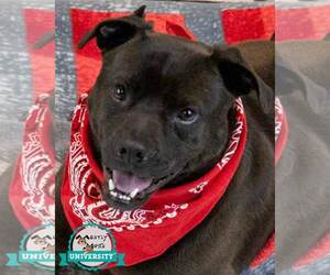 Miniature Bulldog Dogs for adoption in Kennesaw, GA, USA