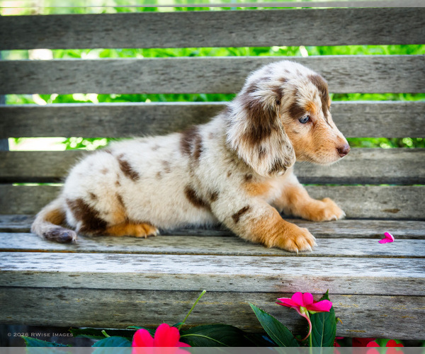 Medium Photo #14 Dachshund Puppy For Sale in WAKARUSA, IN, USA