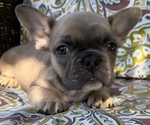 Puppy Puppy 2 Comet French Bulldog