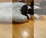 Small #1 Boston Terrier-Labrador Retriever Mix