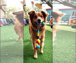 Small #1 Mutt