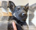 Small Photo #5 German Shepherd Dog Puppy For Sale in W WARWICK, RI, USA