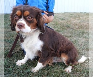 Father of the Cavalier King Charles Spaniel puppies born on 08/17/2025