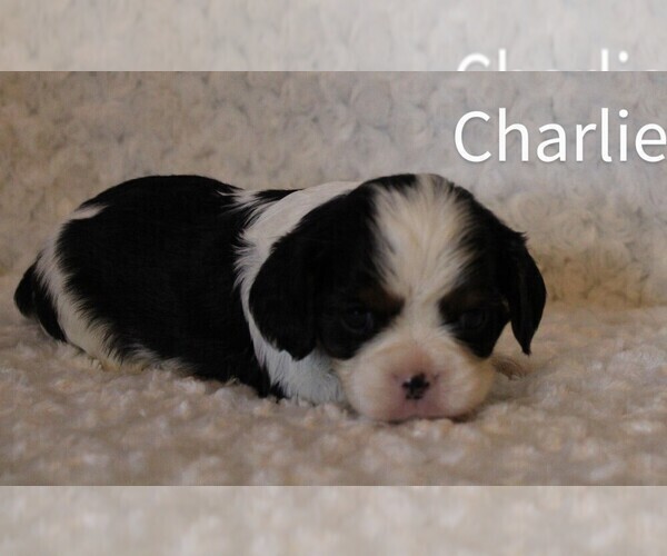 Medium Photo #3 Cavalier King Charles Spaniel Puppy For Sale in HOMELAND, CA, USA