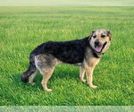 Small Great Pyrenees Mix