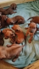 Rhodesian Ridgeback Puppy for sale in SIMI VALLEY, CA, USA