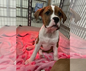 American Staffordshire Terrier-Unknown Mix Dogs for adoption in Holly Springs, NC, USA