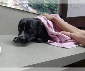 Mutt Dogs for adoption in Moreno Valley, CA, USA