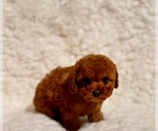 Medium Photo #1 Poodle (Toy) Puppy For Sale in REDLANDS, CA, USA