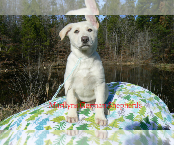 Medium Photo #6 German Shepherd Dog Puppy For Sale in PIEDMONT, MO, USA