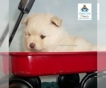 Small Photo #20 Pomeranian-Pomsky Mix Puppy For Sale in RAMSEY, MN, USA