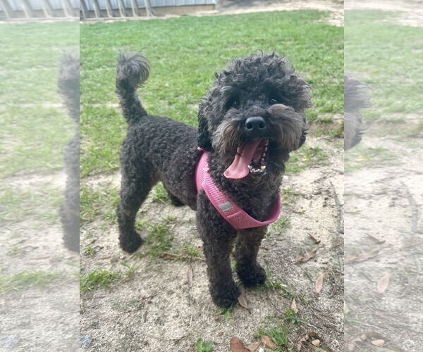 Medium Photo #1 Poodle (Miniature) Puppy For Sale in Eastman, GA, USA