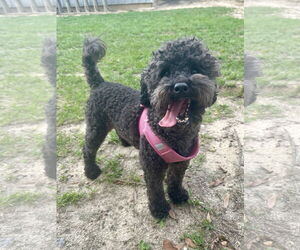 Poodle (Miniature) Dogs for adoption in Eastman, GA, USA
