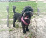 Small Poodle (Miniature)