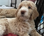 Small Photo #1 Goldendoodle Puppy For Sale in ASHBURN, VA, USA