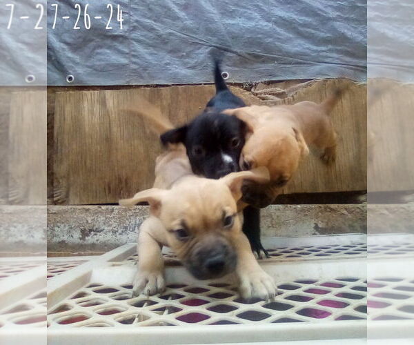 Medium Photo #15 Bulldog-Unknown Mix Puppy For Sale in Apple Valley, CA, USA