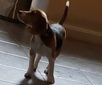 Small #3 Beagle