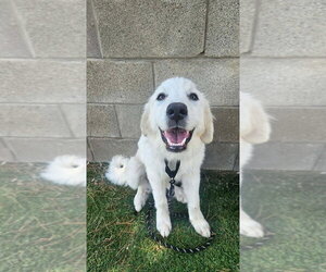 Great Pyrenees Dogs for adoption in Lakewood, CO, USA