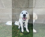 Small Great Pyrenees