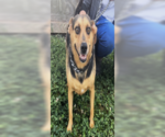 Small #8 Beagle Mix