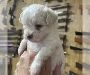 Maltipoo Puppy for sale in JASPER, GA, USA