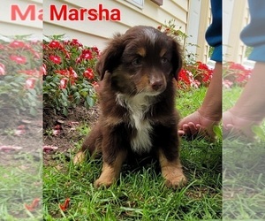 Miniature Australian Shepherd Puppy for sale in FREMONT, MI, USA