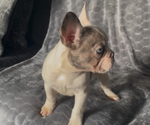 Small #1 French Bulldog