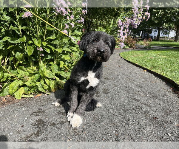 Medium Photo #37 Mutt Puppy For Sale in New York, NY, USA