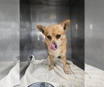 Small Photo #3 Chiranian Puppy For Sale in Chico, CA, USA