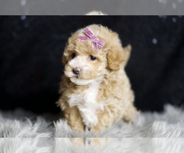 Medium Photo #4 Maltipoo Puppy For Sale in WARSAW, IN, USA