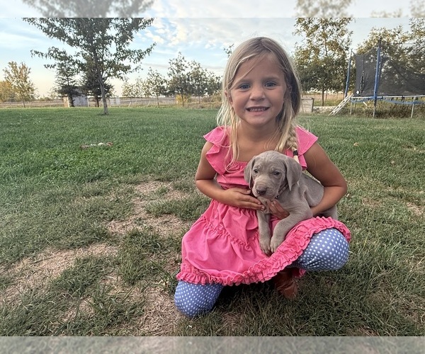Medium Photo #8 Weimaraner Puppy For Sale in WILLOWS, CA, USA