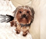 Small Photo #1 Yorkshire Terrier Puppy For Sale in VANCOUVER, WA, USA