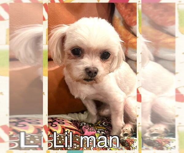 Medium Photo #2 Maltese Puppy For Sale in Oakhurst, NJ, USA
