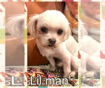 Small #1 Maltese