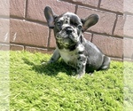 Small Photo #1 French Bulldog Puppy For Sale in BATON ROUGE, LA, USA