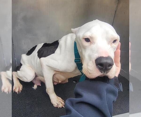 Medium Photo #1 American Staffordshire Terrier-Unknown Mix Puppy For Sale in Conroe, TX, USA