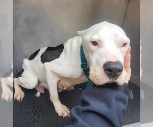 American Staffordshire Terrier-Unknown Mix Dogs for adoption in Conroe, TX, USA