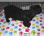 Small #8 Schnoodle (Miniature)