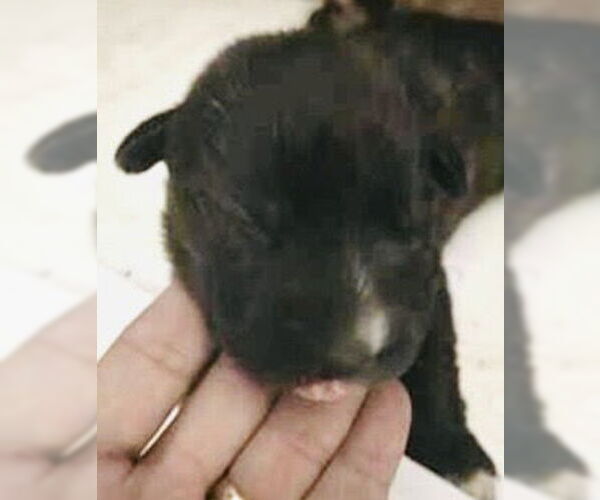 Medium Photo #2 Mutt Puppy For Sale in Houston, TX, USA