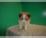 Small Photo #3 Pomeranian Puppy For Sale in PATERSON, NJ, USA