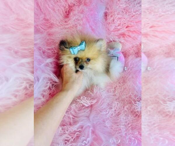 Medium Photo #12 Pomeranian Puppy For Sale in ORLANDO, FL, USA