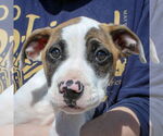 Small #1 American Staffordshire Terrier-Boxer Mix
