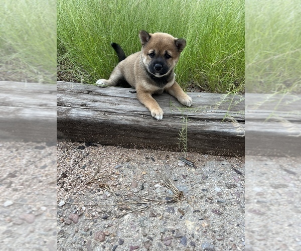 Medium Photo #1 Shiba Inu Puppy For Sale in TUCSON, AZ, USA